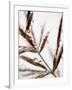 Water Droplets on Grass, Dali, Yunnan, China-Porteous Rod-Framed Photographic Print