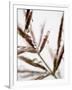 Water Droplets on Grass, Dali, Yunnan, China-Porteous Rod-Framed Photographic Print