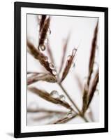 Water Droplets on Grass, Dali, Yunnan, China-Porteous Rod-Framed Photographic Print