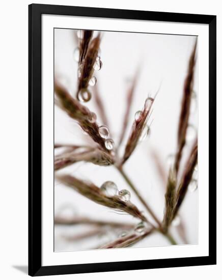 Water Droplets on Grass, Dali, Yunnan, China-Porteous Rod-Framed Photographic Print