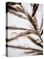 Water Droplets on Grass, Dali, Yunnan, China-Porteous Rod-Stretched Canvas