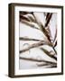 Water Droplets on Grass, Dali, Yunnan, China-Porteous Rod-Framed Photographic Print