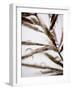 Water Droplets on Grass, Dali, Yunnan, China-Porteous Rod-Framed Photographic Print