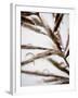 Water Droplets on Grass, Dali, Yunnan, China-Porteous Rod-Framed Photographic Print