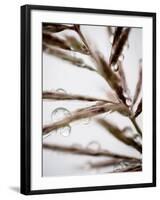 Water Droplets on Grass, Dali, Yunnan, China-Porteous Rod-Framed Photographic Print