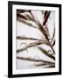 Water Droplets on Grass, Dali, Yunnan, China-Porteous Rod-Framed Photographic Print