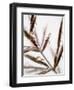 Water Droplets on Grass, Dali, Yunnan, China-Porteous Rod-Framed Photographic Print