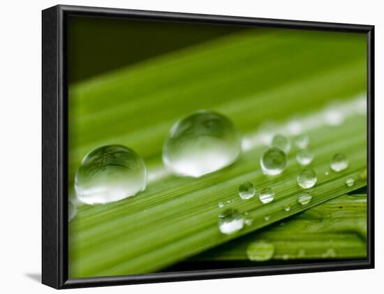 Water Droplets on Grass, Dali, Yunnan, China-Porteous Rod-Framed Photographic Print