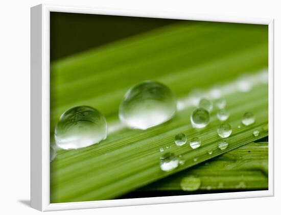 Water Droplets on Grass, Dali, Yunnan, China-Porteous Rod-Framed Photographic Print