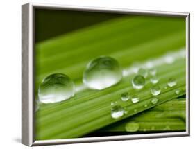 Water Droplets on Grass, Dali, Yunnan, China-Porteous Rod-Framed Photographic Print