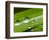 Water Droplets on Grass, Dali, Yunnan, China-Porteous Rod-Framed Photographic Print