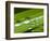 Water Droplets on Grass, Dali, Yunnan, China-Porteous Rod-Framed Photographic Print