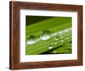 Water Droplets on Grass, Dali, Yunnan, China-Porteous Rod-Framed Photographic Print