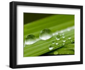 Water Droplets on Grass, Dali, Yunnan, China-Porteous Rod-Framed Photographic Print