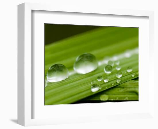 Water Droplets on Grass, Dali, Yunnan, China-Porteous Rod-Framed Photographic Print