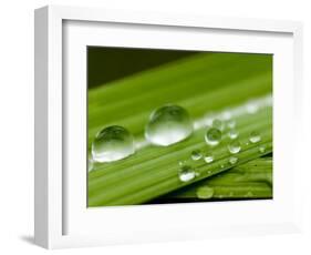 Water Droplets on Grass, Dali, Yunnan, China-Porteous Rod-Framed Photographic Print