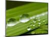 Water Droplets on Grass, Dali, Yunnan, China-Porteous Rod-Mounted Photographic Print