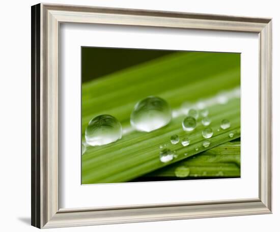 Water Droplets on Grass, Dali, Yunnan, China-Porteous Rod-Framed Photographic Print