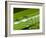 Water Droplets on Grass, Dali, Yunnan, China-Porteous Rod-Framed Photographic Print