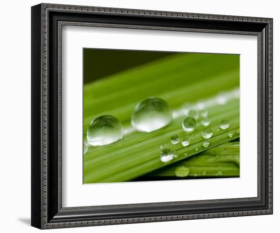 Water Droplets on Grass, Dali, Yunnan, China-Porteous Rod-Framed Photographic Print