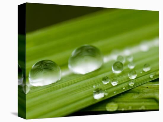 Water Droplets on Grass, Dali, Yunnan, China-Porteous Rod-Stretched Canvas