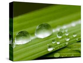 Water Droplets on Grass, Dali, Yunnan, China-Porteous Rod-Stretched Canvas