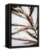 Water Droplets on Grass, Dali, Yunnan, China-Porteous Rod-Framed Stretched Canvas