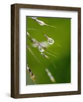 Water Droplets on Grass, Dali, Yunnan, China-Porteous Rod-Framed Photographic Print