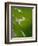 Water Droplets on Grass, Dali, Yunnan, China-Porteous Rod-Framed Photographic Print