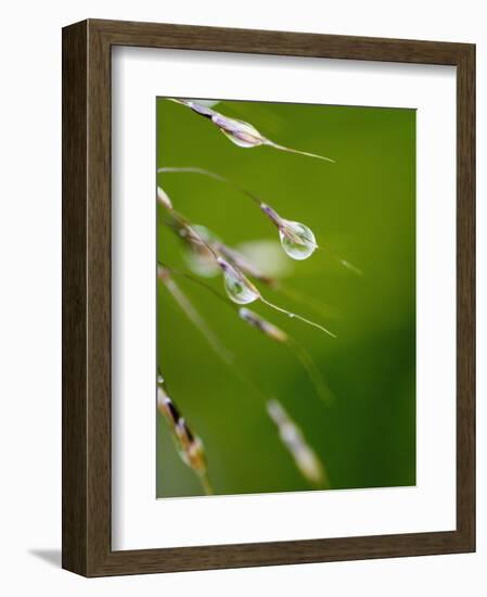 Water Droplets on Grass, Dali, Yunnan, China-Porteous Rod-Framed Photographic Print