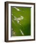 Water Droplets on Grass, Dali, Yunnan, China-Porteous Rod-Framed Photographic Print