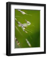 Water Droplets on Grass, Dali, Yunnan, China-Porteous Rod-Framed Photographic Print