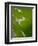 Water Droplets on Grass, Dali, Yunnan, China-Porteous Rod-Framed Photographic Print