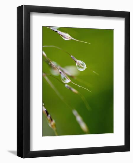 Water Droplets on Grass, Dali, Yunnan, China-Porteous Rod-Framed Photographic Print