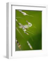 Water Droplets on Grass, Dali, Yunnan, China-Porteous Rod-Framed Photographic Print