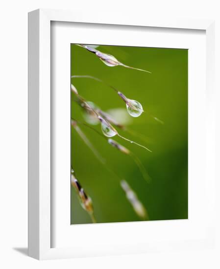 Water Droplets on Grass, Dali, Yunnan, China-Porteous Rod-Framed Photographic Print