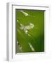 Water Droplets on Grass, Dali, Yunnan, China-Porteous Rod-Framed Photographic Print