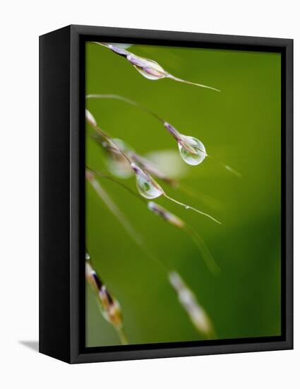 Water Droplets on Grass, Dali, Yunnan, China-Porteous Rod-Framed Stretched Canvas