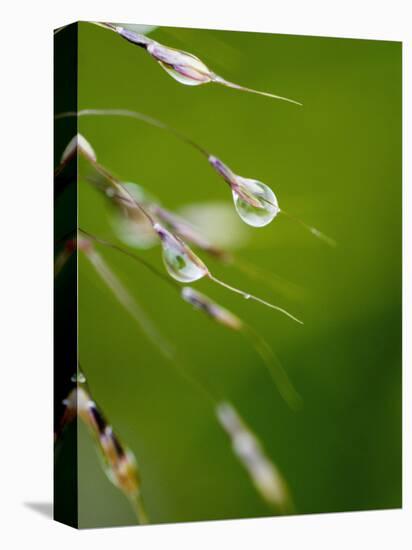 Water Droplets on Grass, Dali, Yunnan, China-Porteous Rod-Stretched Canvas