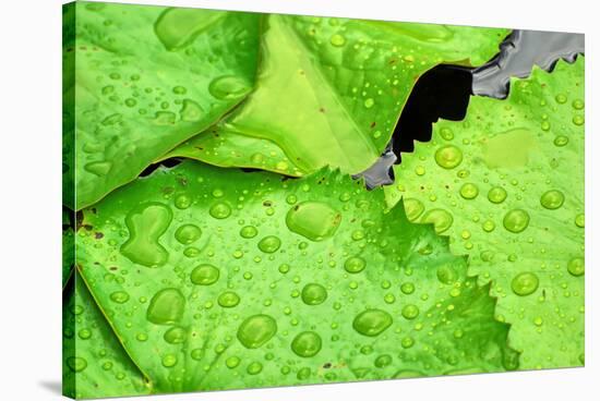 Water Droplets on Lilly Pads-Jan Michael Ringlever-Stretched Canvas