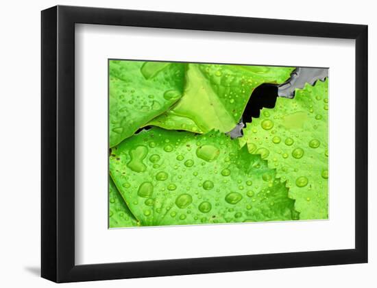 Water Droplets on Lilly Pads-Jan Michael Ringlever-Framed Art Print