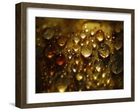 Water Droplets-null-Framed Photographic Print