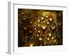 Water Droplets-null-Framed Photographic Print