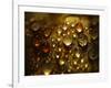 Water Droplets-null-Framed Photographic Print