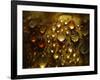 Water Droplets-null-Framed Photographic Print