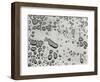 Water Drops, 1953-Brett Weston-Framed Photographic Print