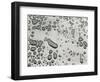 Water Drops, 1953-Brett Weston-Framed Photographic Print