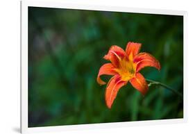 Water drops on Tiger lily flower-null-Framed Photographic Print