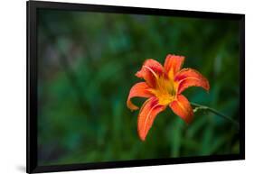 Water drops on Tiger lily flower-null-Framed Photographic Print