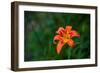 Water drops on Tiger lily flower-null-Framed Photographic Print